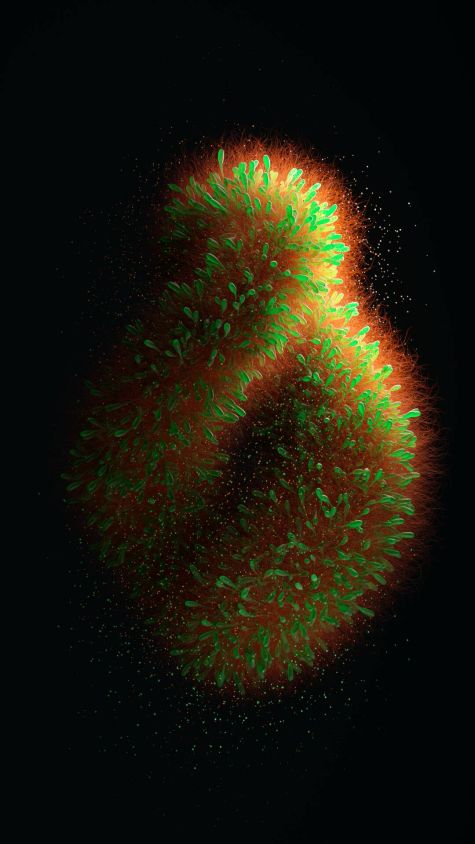 [23-03-13] - Creparo Virus